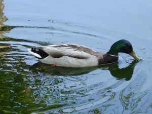 ente