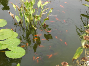 Goldfische