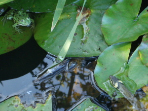 ringelnatter mit frosch